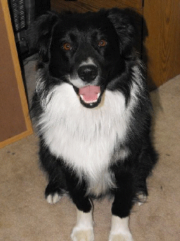 BLACK BI-COLORED MALE